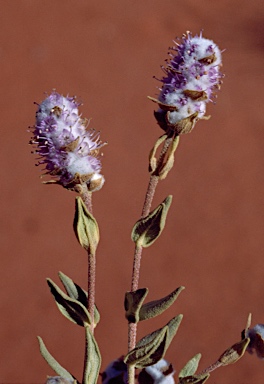 APII jpeg image of Newcastelia cephalantha  © contact APII