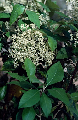 APII jpeg image of Olearia argophylla  © contact APII