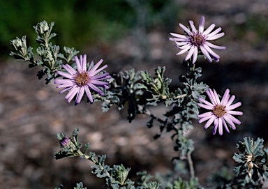 APII jpeg image of Olearia astroloba  © contact APII