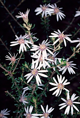 APII jpeg image of Olearia iodochroa  © contact APII