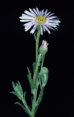 APII jpeg image of Olearia laciniifolia  © contact APII