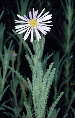 APII jpeg image of Olearia laciniifolia  © contact APII