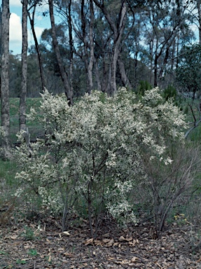 APII jpeg image of Olearia lepidophylla  © contact APII