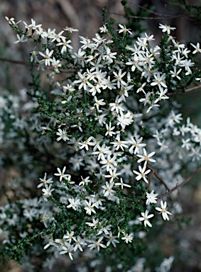 APII jpeg image of Olearia lepidophylla  © contact APII