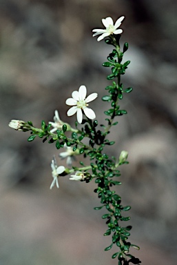 APII jpeg image of Olearia microphylla  © contact APII