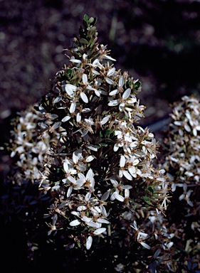 APII jpeg image of Olearia myrsinoides  © contact APII