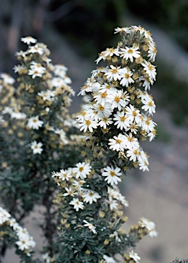 APII jpeg image of Olearia phlogopappa subsp. subrepanda  © contact APII