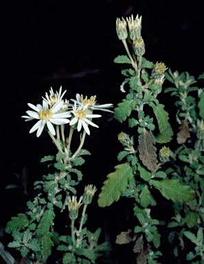 APII jpeg image of Olearia phlogopappa subsp. subrepanda  © contact APII