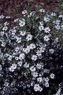 APII jpeg image of Olearia ramulosa  © contact APII