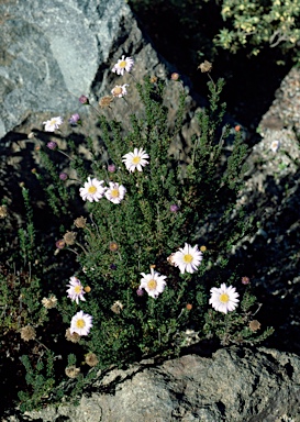 APII jpeg image of Olearia sp. Rhizomatica (I.R.Telford 11549)  © contact APII