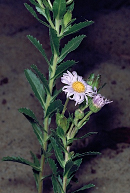 APII jpeg image of Olearia rudis  © contact APII