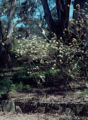 APII jpeg image of Olearia tomentosa  © contact APII