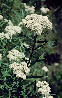 APII jpeg image of Ozothamnus argophyllus  © contact APII