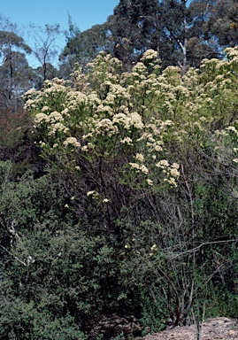 APII jpeg image of Ozothamnus diosmifolius  © contact APII