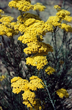 APII jpeg image of Ozothamnus diotophyllus  © contact APII