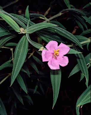 APII jpeg image of Osbeckia australiana  © contact APII