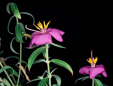 APII jpeg image of Osbeckia australiana  © contact APII