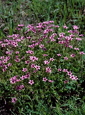 APII jpeg image of Oxalis articulata  © contact APII