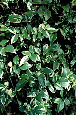 APII jpeg image of Pandorea jasminoides 'Charisma'  © contact APII