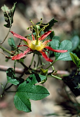 APII jpeg image of Passiflora cinnabarina  © contact APII