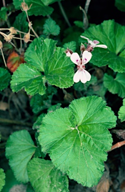 APII jpeg image of Pelargonium australe  © contact APII