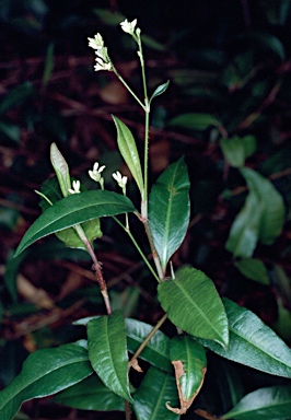 APII jpeg image of Persicaria dichotoma  © contact APII