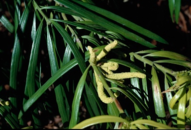 APII jpeg image of Podocarpus grayae  © contact APII