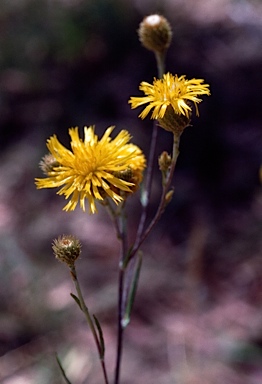 APII jpeg image of Podolepis jaceoides  © contact APII