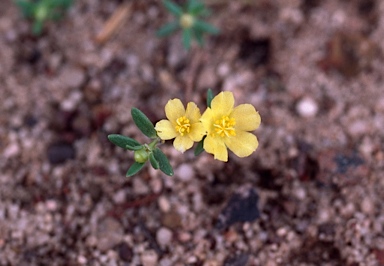 APII jpeg image of Portulaca  © contact APII