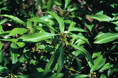 APII jpeg image of Planchonella chartacea  © contact APII