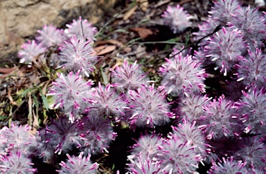 APII jpeg image of Ptilotus manglesii  © contact APII