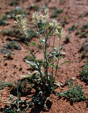 APII jpeg image of Ptilotus polystachyus  © contact APII