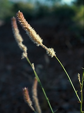 APII jpeg image of Ptilotus giganteus  © contact APII