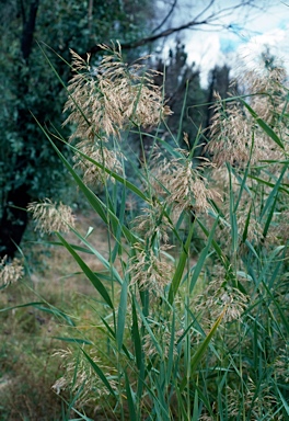 APII jpeg image of Phragmites australis  © contact APII