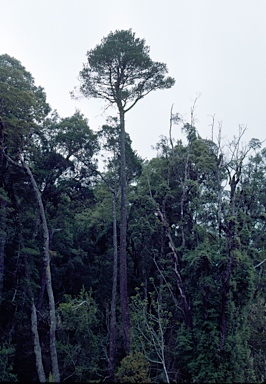 APII jpeg image of Phyllocladus aspleniifolius  © contact APII