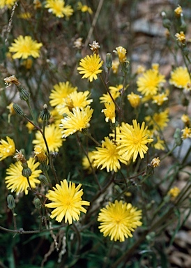 APII jpeg image of Picris angustifolia subsp. merxmuelleri  © contact APII