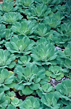 APII jpeg image of Pistia stratiotes  © contact APII