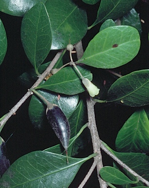 APII jpeg image of Planchonella pubescens  © contact APII