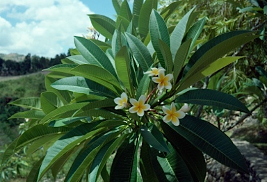 APII jpeg image of Plumeria rubra  © contact APII