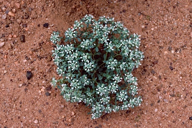 APII jpeg image of Poranthera microphylla  © contact APII