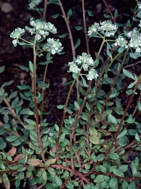 APII jpeg image of Poranthera microphylla  © contact APII