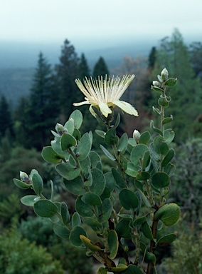 APII jpeg image of Protea aurea subsp. potbergensis  © contact APII