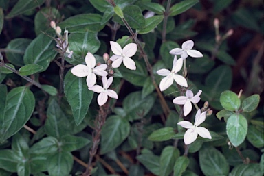 APII jpeg image of Pseuderanthemum variabile  © contact APII