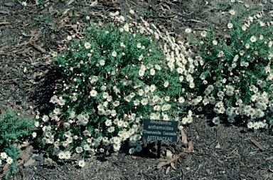 APII jpeg image of Rhodanthe anthemoides 'Chamomile Cascade'  © contact APII