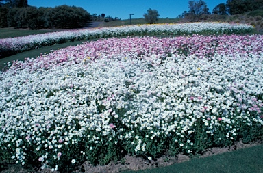 APII jpeg image of Rhodanthe manglesii  © contact APII