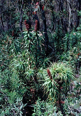 APII jpeg image of Richea dracophylla  © contact APII