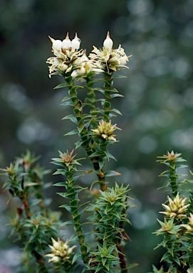 APII jpeg image of Richea sprengelioides  © contact APII