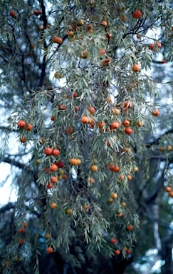 APII jpeg image of Santalum murrayanum  © contact APII