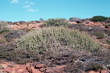 APII jpeg image of Cynanchum viminale subsp. australe  © contact APII