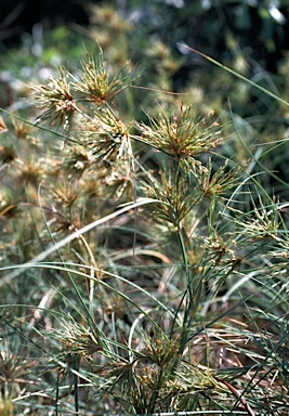 APII jpeg image of Spinifex longifolius  © contact APII